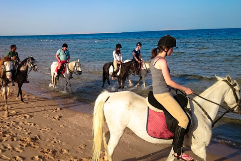 Hurghada: Sunset Sea, Desert Horse W Opt, Dinner, Stargazing Sunrise Hurghada: 4-hour Horse Ride With Swim Stop