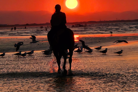 Passeios a cavalo em Omã