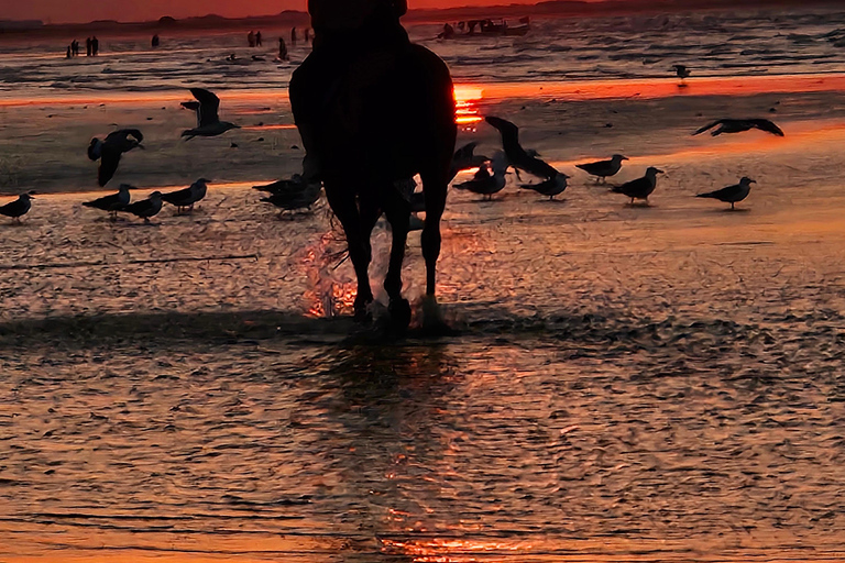 Reiten in Muscat | Reiten am StrandMuscat: Al Sawadi Beach Reiten Erfahrung