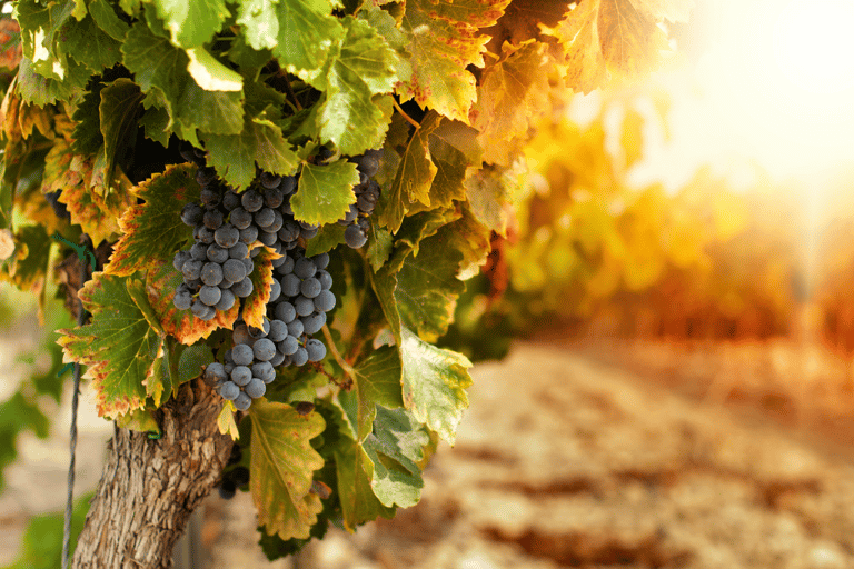 Visite privée de luxe : Sites antiques de Némée et dégustation de vin