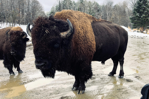 Montreal: Omega Park Private Tour with Pickup & Guide