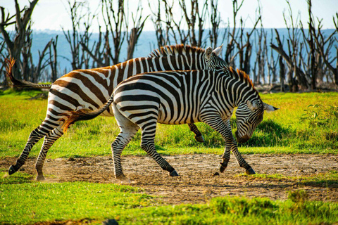 Nairobi: Lake Nakuru National Park and Lake Naivasha Tour