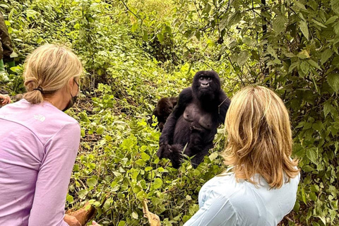 Rwanda 3 Day Gorilla & Chimpanzee Trekking tour
