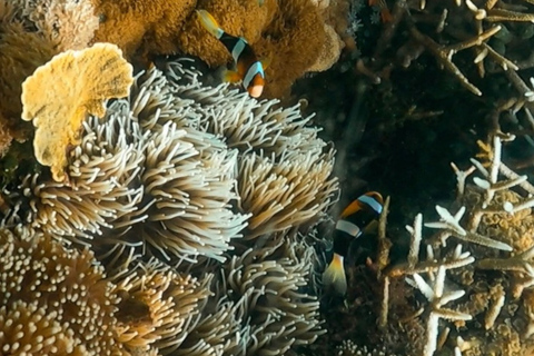 From Lombok: Gili Petelu and Pink Beach Snorkeling Tour