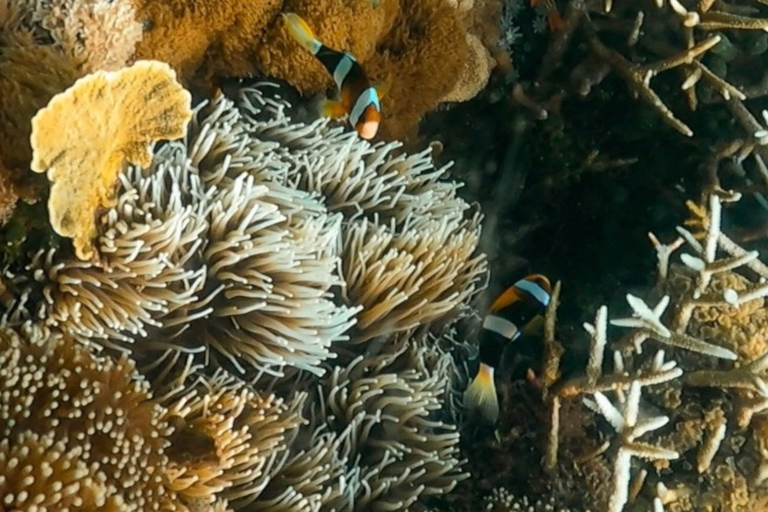From Lombok: Gili Petelu and Pink Beach Snorkeling Tour