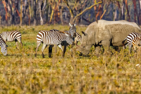 Safari económico de 6 días en Kenia