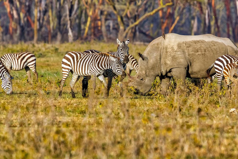 Safari économique de 6 jours au Kenya