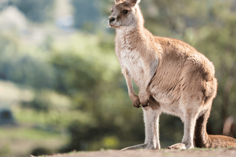 Hobart : Excursion à terre avec sanctuaire de la faune et déjeuner