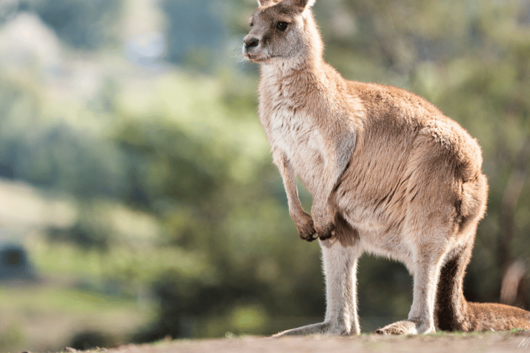 Hobart: Landausflug mit Wildlife Sanctuary und Mittagessen