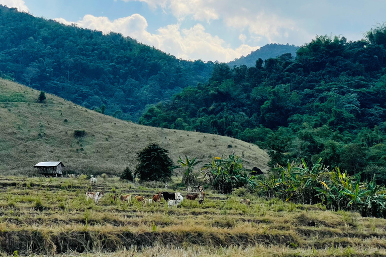 Chiang Rai: The Adventure of Trekking & Bamboo Cooking