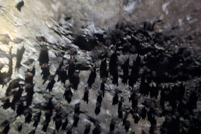 Langkawi: 3-Hour Shared Kilim Geoforest Mangrove Boat Tour