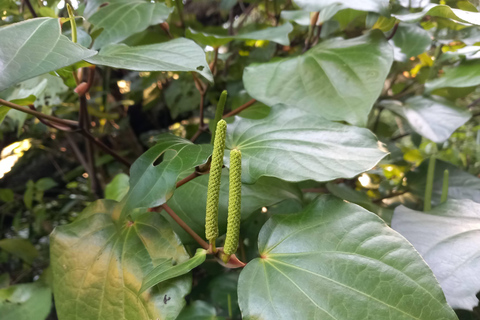 Auckland: Urban Rainforest Half-Day Small Group Walking Tour
