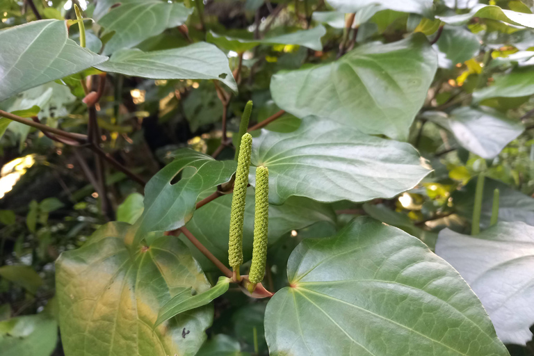 Auckland: Urban Rainforest Half-Day Small Group Walking Tour