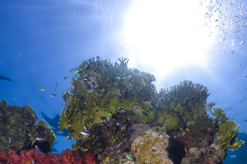 Eliat: Coral Reef Snorkeling Trip with Instructor Snorkeling tour to Underwater Restaraunt covered by Corals