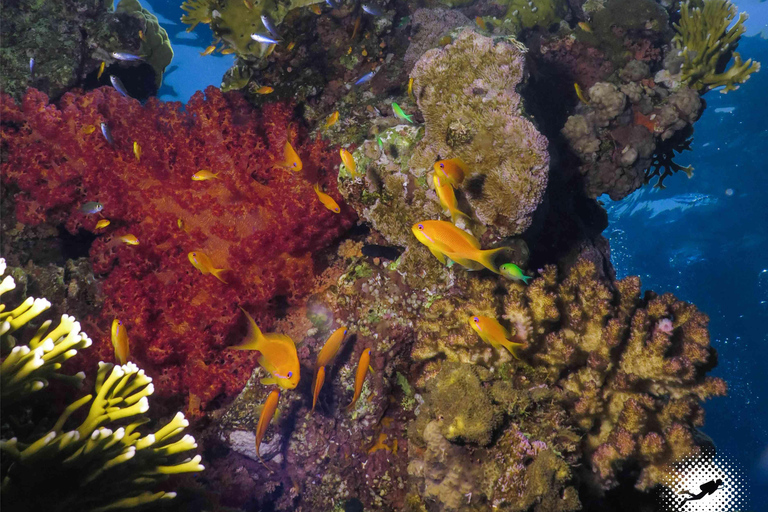 Eliat: Coral Reef Snorkeling Trip with Instructor Snorkeling tour to Underwater Restaraunt covered by Corals