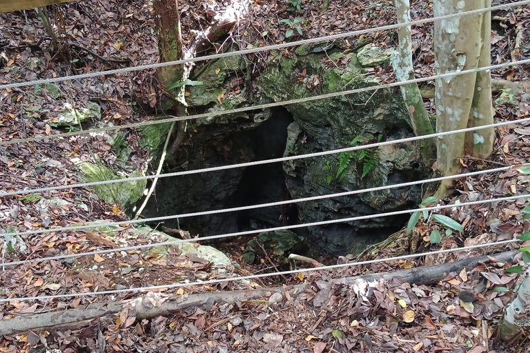 Guided Primeval Nature Walk Tour