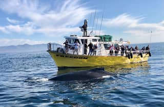 Morro Bay: WALBEOBACHTUNG IN MORRO BAY mit Sub Sea Tours