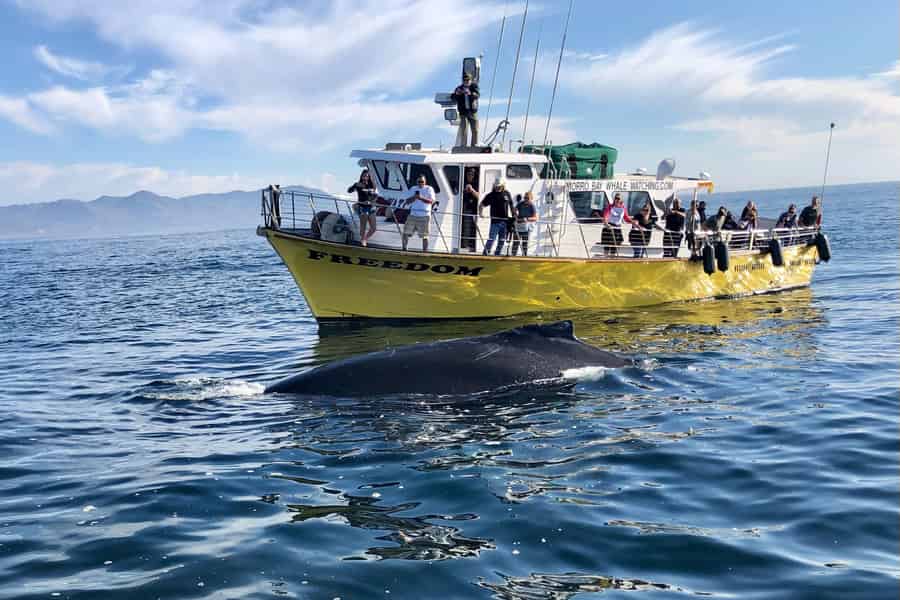 Morro Bay: WALBEOBACHTUNG IN MORRO BAY mit Sub Sea Tours. Foto: GetYourGuide Morro Bay: WALBEOBACHTUNG IN MORRO BAY mit Sub Sea Tours. Foto: GetYourGuide
