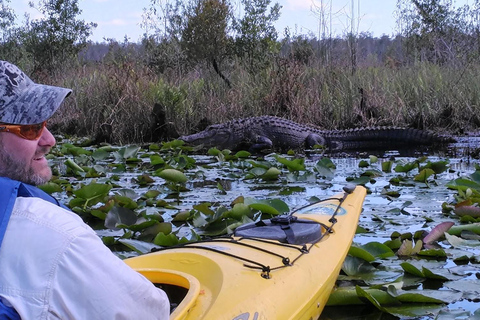 Orlando Alligator Experience: Day-Trip From Orlando Standard Option