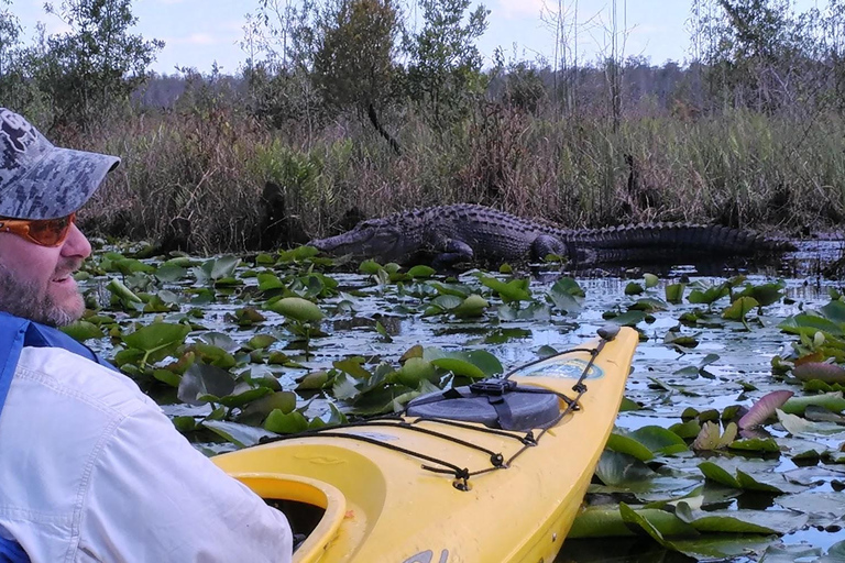 Orlando Alligator Experience: Day-Trip From Orlando Standard Option
