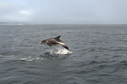 Tromsø Fjord Cruise - With a stop at Sommarøy Island
