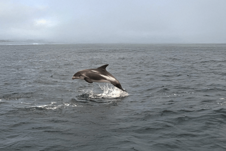 Tromsø Fjord Cruise - With a stop at Sommarøy Island
