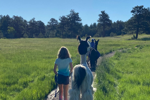 Denver: Llama Hike in the Rocky Mountains