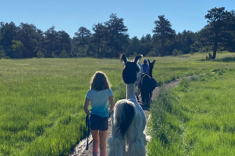 Denver: Llama Hike in the Rocky Mountains