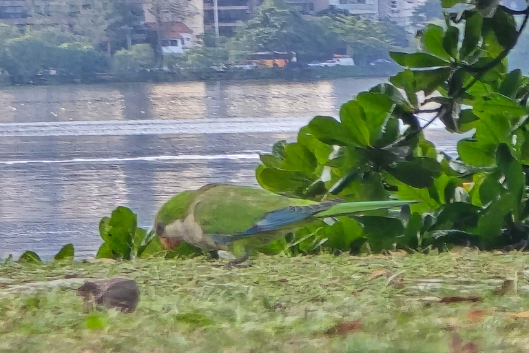 Capybaras: Rodrigo de Freitas Lagoon Paddle Boat Tour
