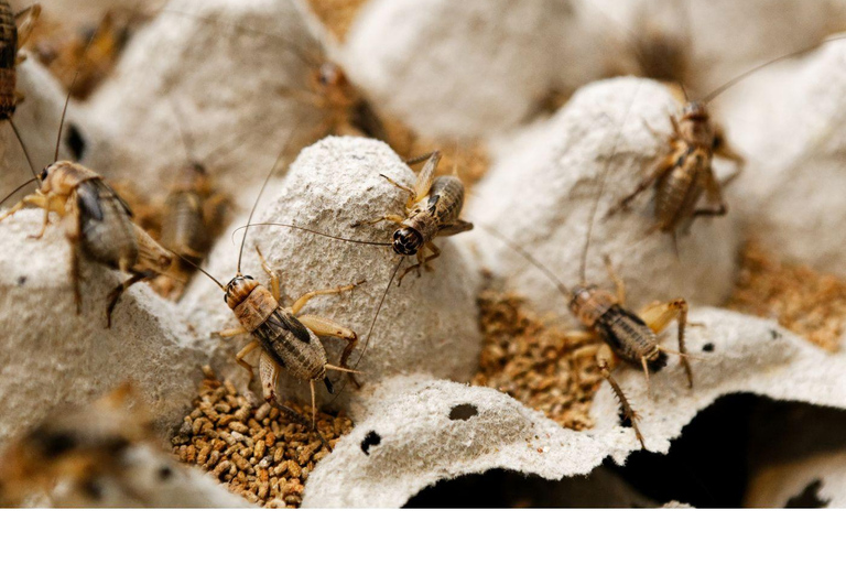 Dalat: Three Waterfalls Small Group Tour - Alpine Coaster