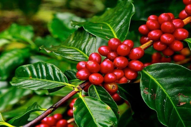 Nairobi: Tour della fabbrica e della fattoria del caffè con trasferimento