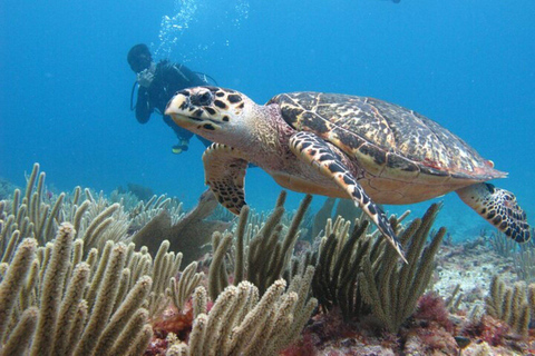 Cancún: 2-Day PADI Open Water Diving Course