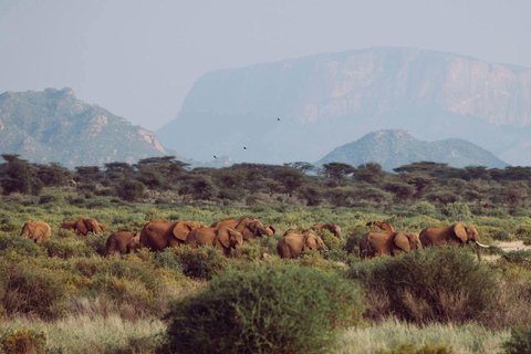3 Days, 2 nights safari to Samburu National Reserve 3 Days private safari in a 4x4 Landcruiser jeep