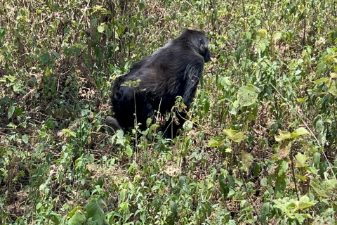 4 días Congo (RDC) Rastreo de Gorilas de Tierras Bajas desde Kgl Ruanda