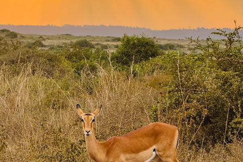Nairobi Park Safari, Sheldrick's Orphanage & Giraffe Center Shared Drive in Open-Roof Van Game Drive