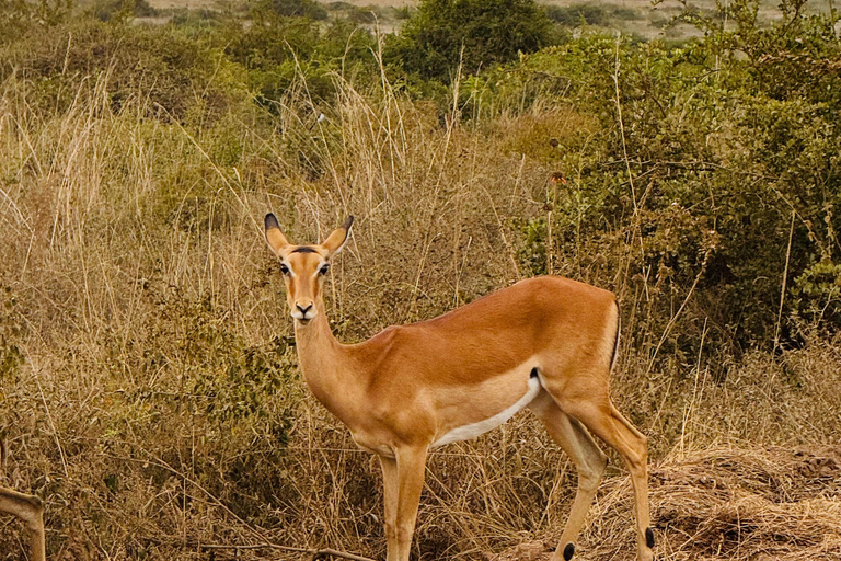 Nairobi Park Safari, Sheldrick's Orphanage & Giraffe Center Shared Drive in Open-Roof Van Game Drive