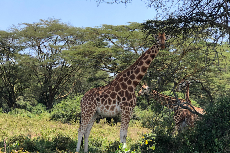 De Nairobi: Viagem de 1 dia ao Parque Nacional do Lago Nakuru