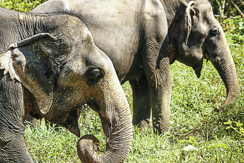 Phuket Elephant Sanctuary: Half-Day with Vegetarian Meal Afternoon Half-Day With Hotel Shared Transfers