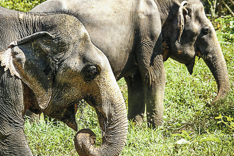 Sanctuaire des éléphants de Phuket : Demi-journée avec repas végétarienLieu de rendez-vous