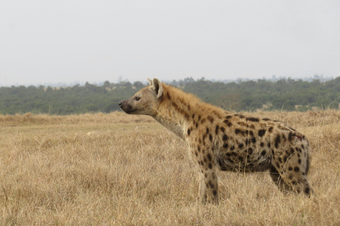 Nairobi: 3-Day Ol Pejeta Conservancy Safari & Chimpanzees