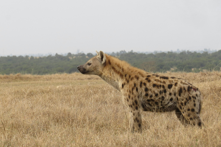 Nairobi: 3-Day Ol Pejeta Conservancy Safari & Chimpanzees