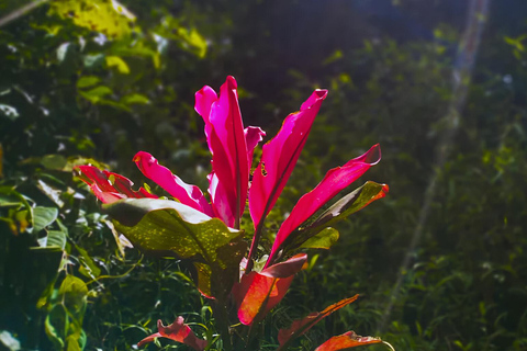 Yogyakarta: Hiking Nature Waterfall & Temples Tour Yogyakarta: Siluwok Waterfall & Temples Tour