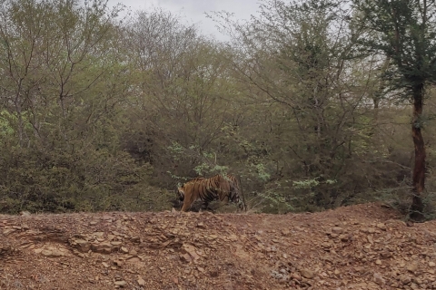 Excursion d'une journée au safari des tigres de Ranthambore au départ de Jaipur - Tout comprisSafari matinal des tigres en voiture depuis Jaipur