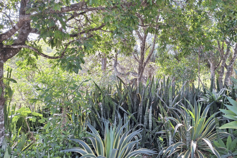 Stan Rio de Janeiro: Bilet wstępu do ogrodów kulturalnych Uaná Etê