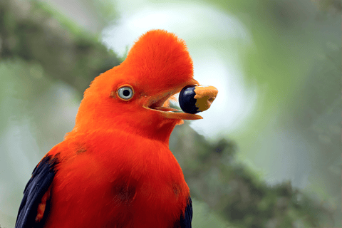 From Cusco: 3-Day Manu National Park Tour