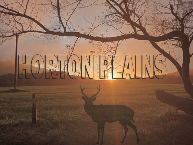 From Nuwara Eliya: Horton Plains Trek with 3 Route Options