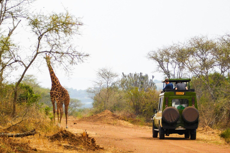 Rwanda adventure circuit: safari, canopy/zipline, kivu kayak