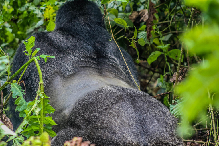 5 jours de safari en Ouganda, avec gorilles, chimpanzés et animaux sauvages