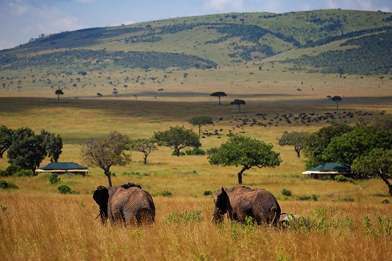 Visite privée de 3 jours et 2 nuits dans le Maasai Mara