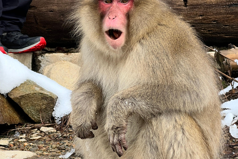 Depuis Tokyo : Excursion d&#039;une journée au parc des singes des neiges de Nagano et au temple Zenkoji